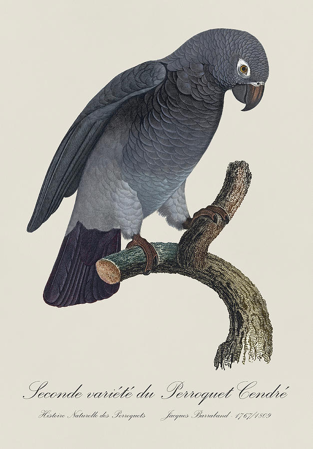 Seconde variete du Perroquet Cendre / Timneh grey parrot - Restored 19th C. illust. by Barraband Painting by SP JE Art