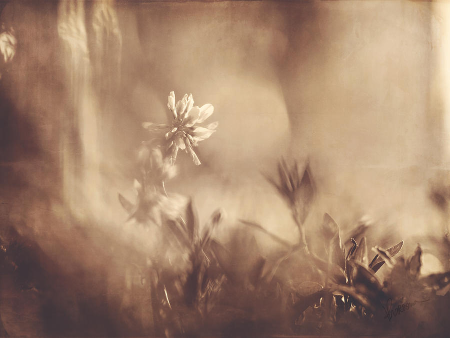 Sepia Photograph - Secret Admirer by Kharisma Sommers Sepia Photograph - Secret Admirer by Kharisma Sommers