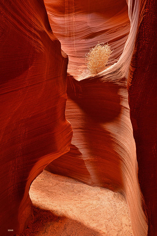 Secret Canyon - Arizona - 1 Photograph by Dana Sohr