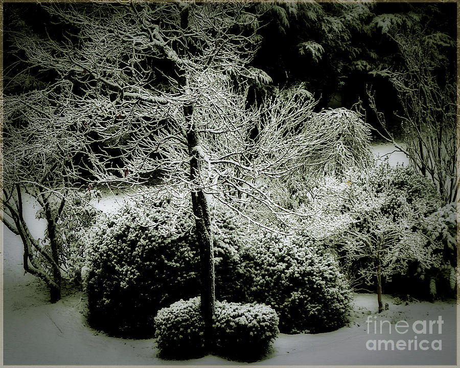 Winter Photograph - Secret Garden by Edmund Nagele FRPS