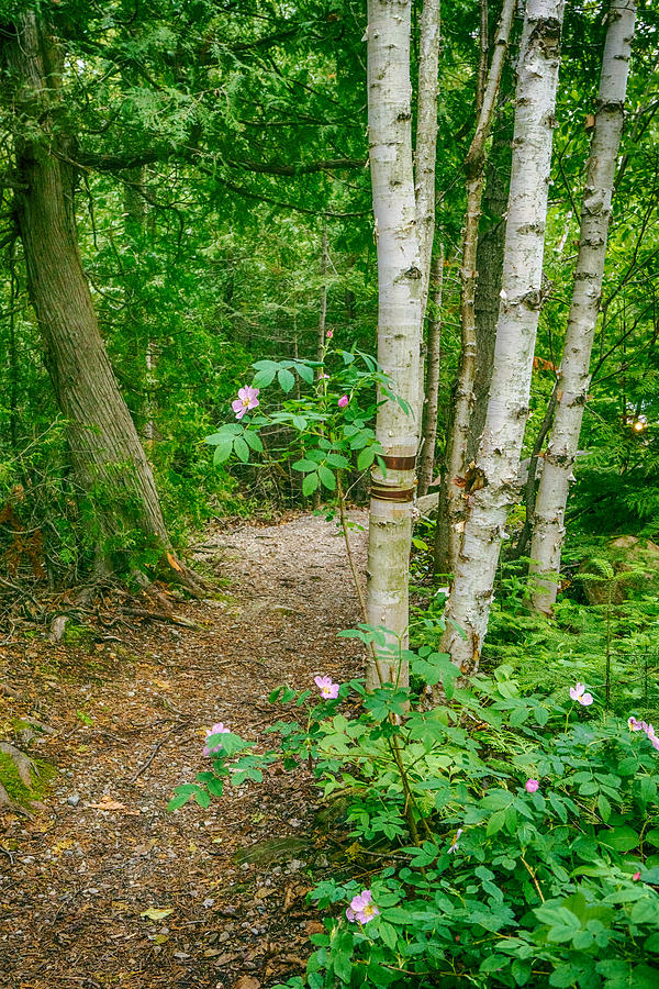 Secret Garden Path Photograph by Amanda Jones