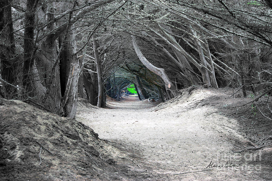 Secret Grove Photograph by Alison Salome