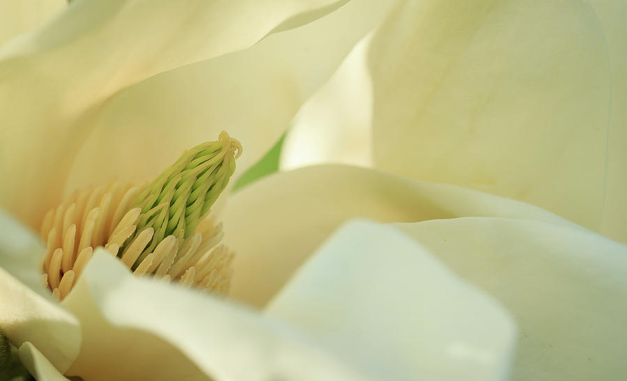 Secret Inner Magnolia Photograph by Joni Eskridge