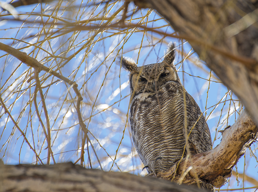 Secret Owl Photograph by Loree Johnson