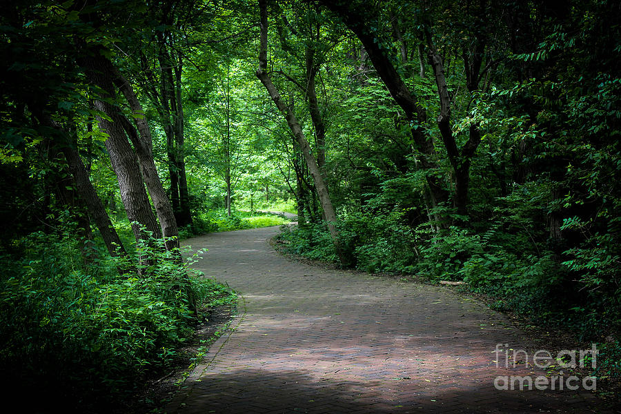 Tree Photograph - Secret Path by Stephanie Hanson