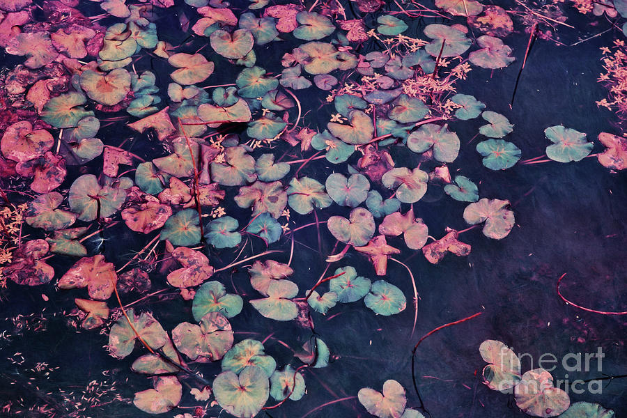 Lily Photograph - Secret Pond by Priska Wettstein