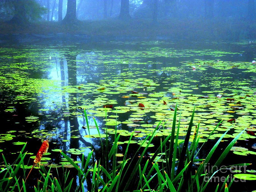 Secret Quiet Pond Photograph by Sybil Staples
