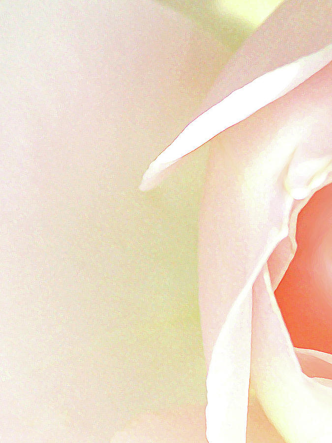 Secret Rose Photograph by The Art Of Marilyn Ridoutt-Greene