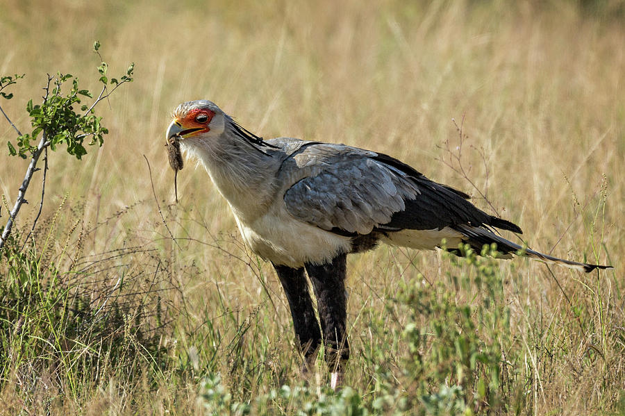 Secretary Bird in Kenya Photograph by Steven Upton