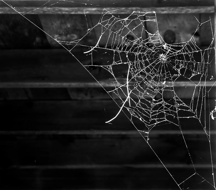 Spider Photograph - Secrets in the Dark by Evelina Kremsdorf