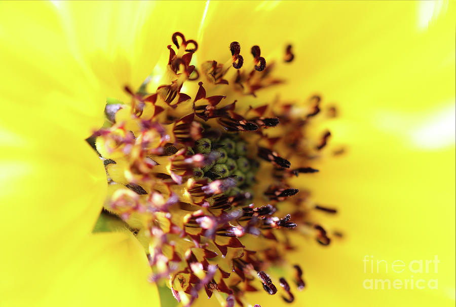 Secrets of the Sunflower Photograph by Karen Adams