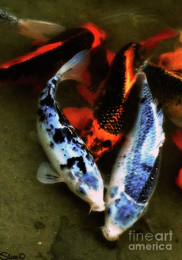 Secrets Of The Wild Koi 10 Photograph by September Stone