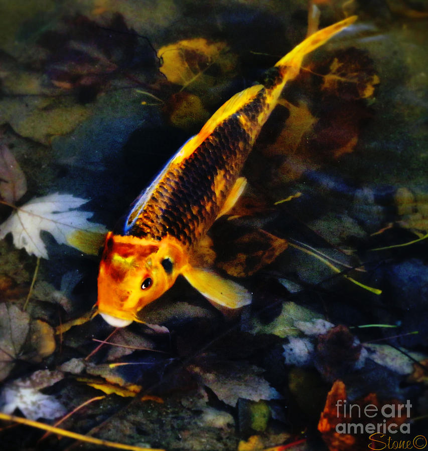 Secrets Of The Wild Koi 13 Photograph by September Stone