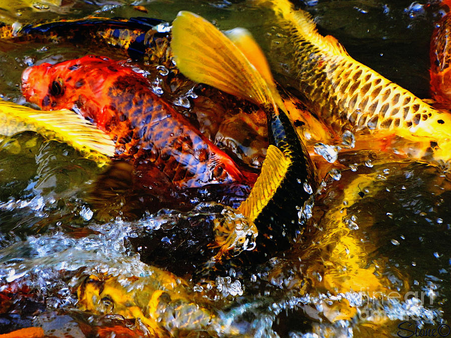 Secrets Of The Wild Koi 2 Photograph by September Stone