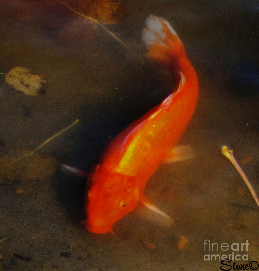 Secrets Of The Wild Koi 5 Photograph by September Stone