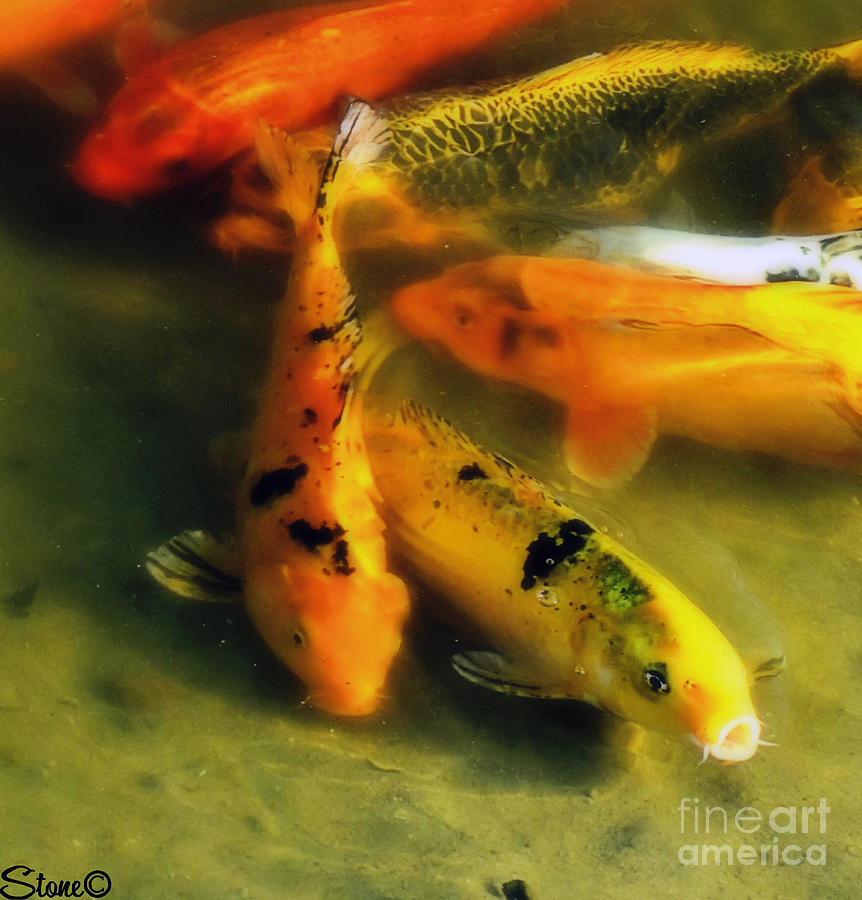 Secrets Of The Wild Koi 9 Photograph by September Stone