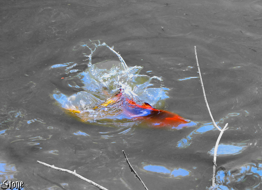 Secrets Of The Wild Koi Photograph by September Stone