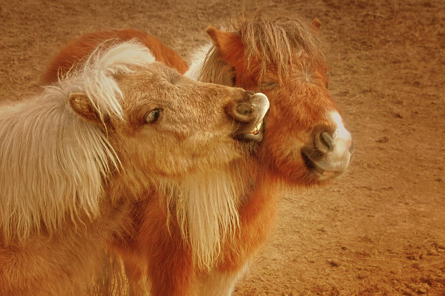 Secrets - Two Miniature Horses at Play Photograph by Mitch Spence