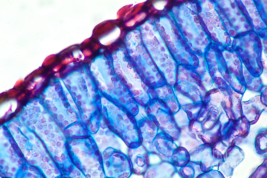 Section Of A Rosemary Leaf Photograph by Ted Kinsman