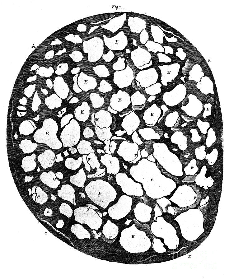 Section Of Optic Nerve, Leeuwenhoek Photograph by Wellcome Images