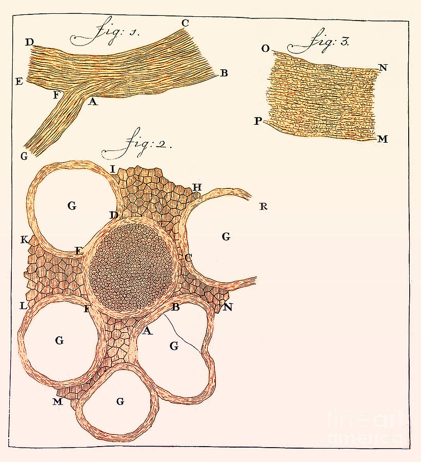 Sections of Nerves, Leeuwenhoek Photograph by Science Source