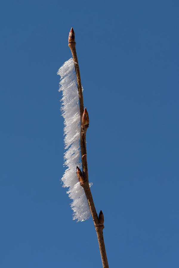 Secund Ice Twig Photograph by Paul Rebmann
