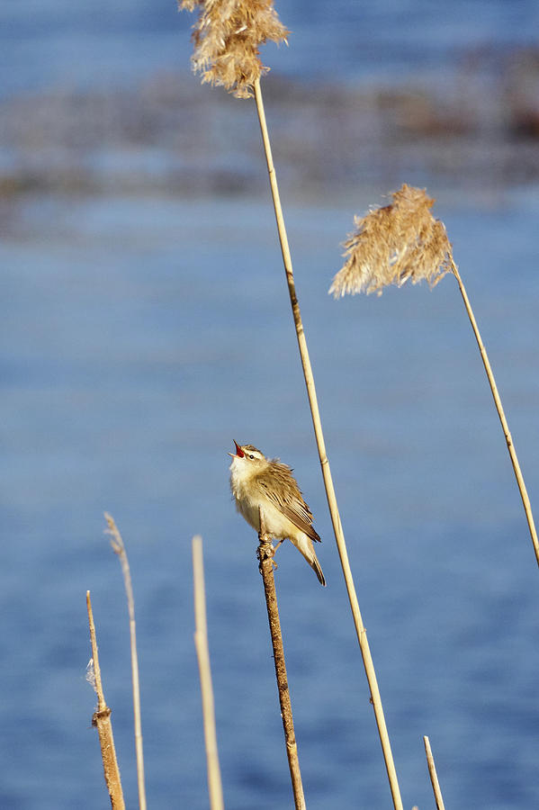 Sedge warbler and reeds Photograph by Jouko Lehto