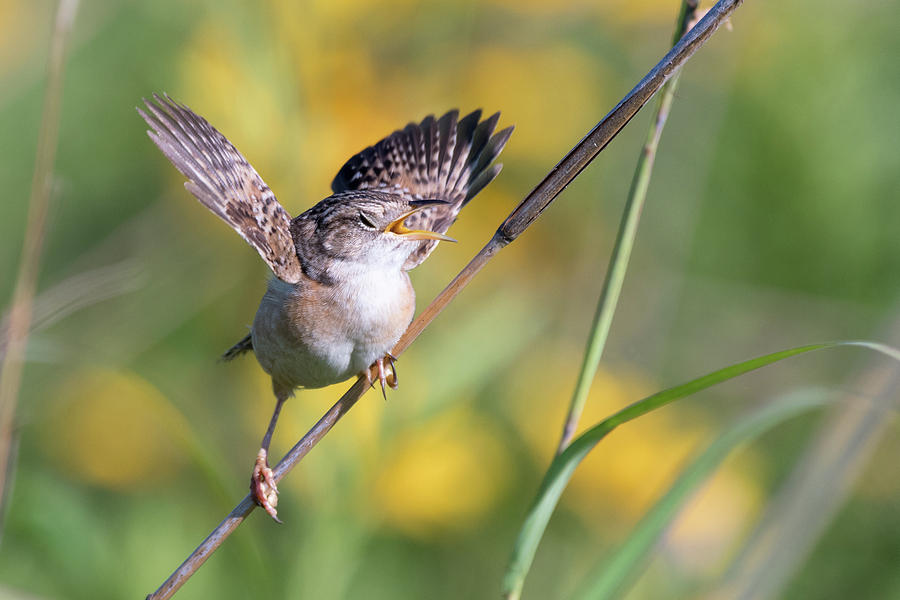 Sedge Wren Photograph by Mike Timmons - Fine Art America