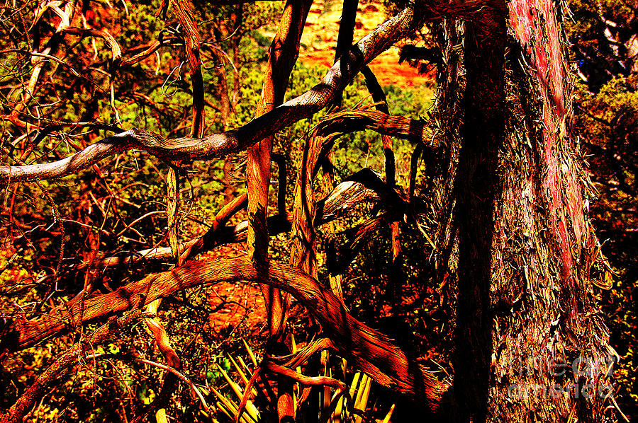 Sedona Branches Photograph by David Frederick