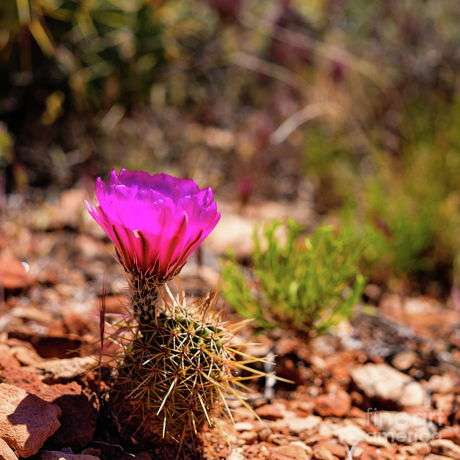Sedona Cactus Flower Photograph by Raul Rodriguez