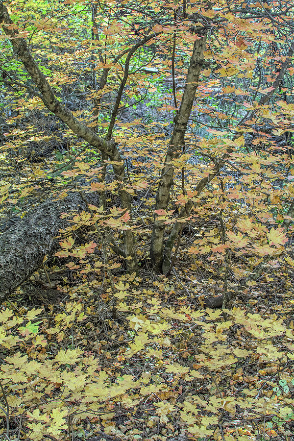 Fall Photograph - Sedona Fall Color 8031-101817-1 by Tam Ryan