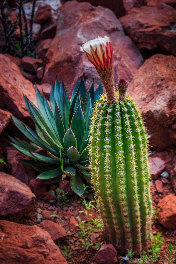 Sedona Flora Photograph by Aaron Burrows