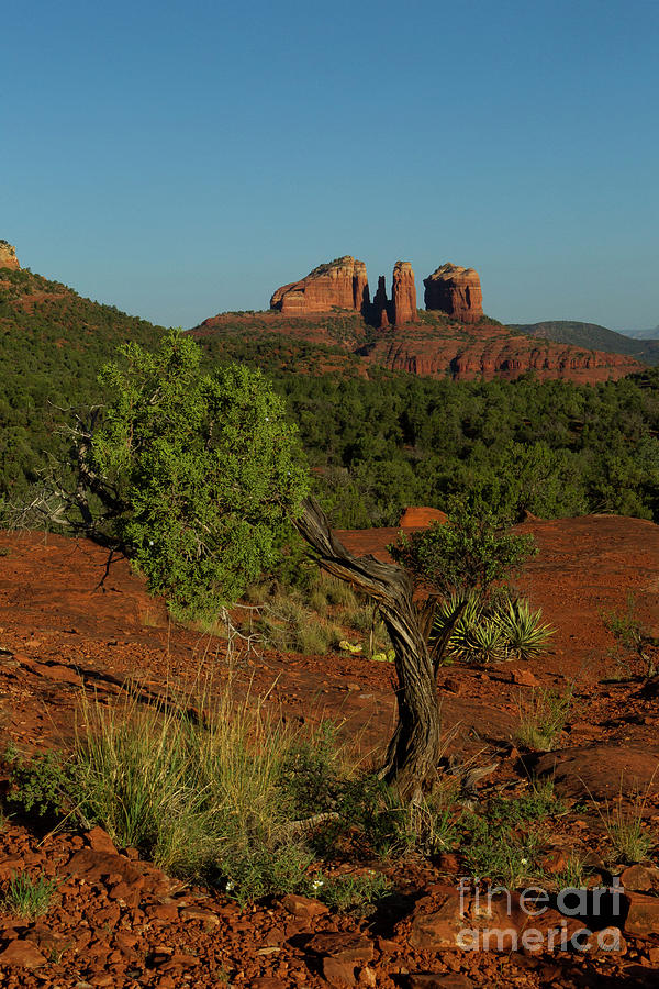 Sedona Juniper Tree-Signed-#5616 Photograph by J L Woody Wooden