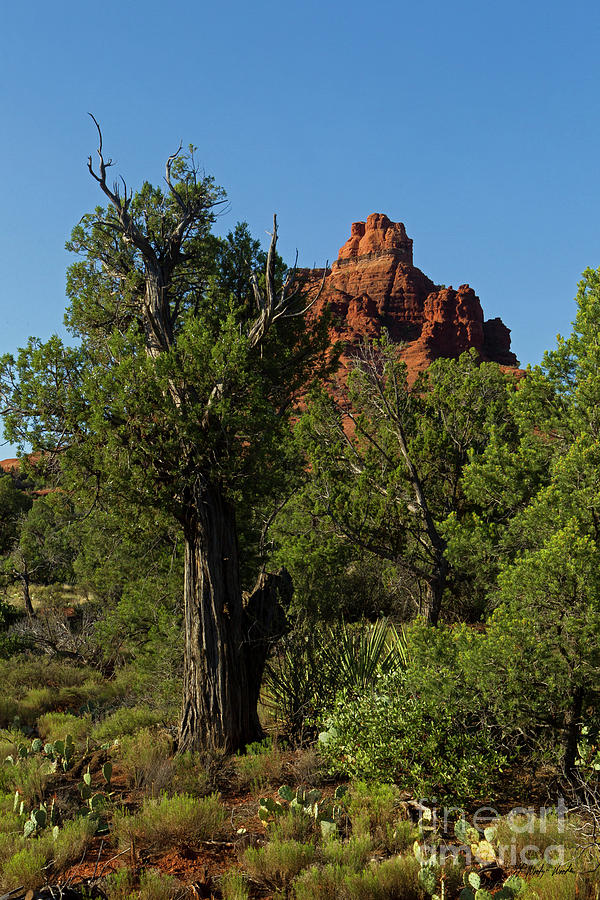 Sedona Juniper Tree-Signed-#5677 Photograph by J L Woody Wooden