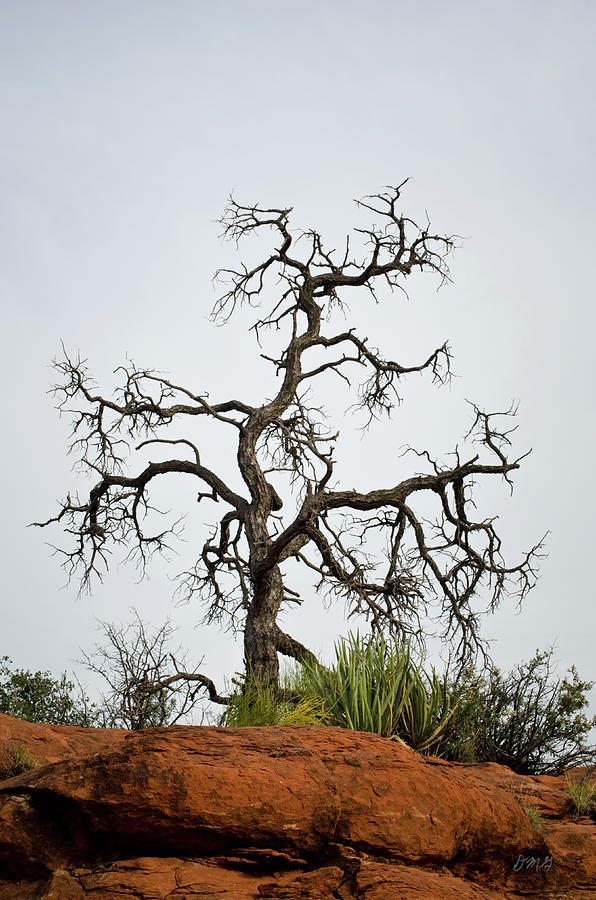 Sedona Landscape VII Photograph by David Gordon