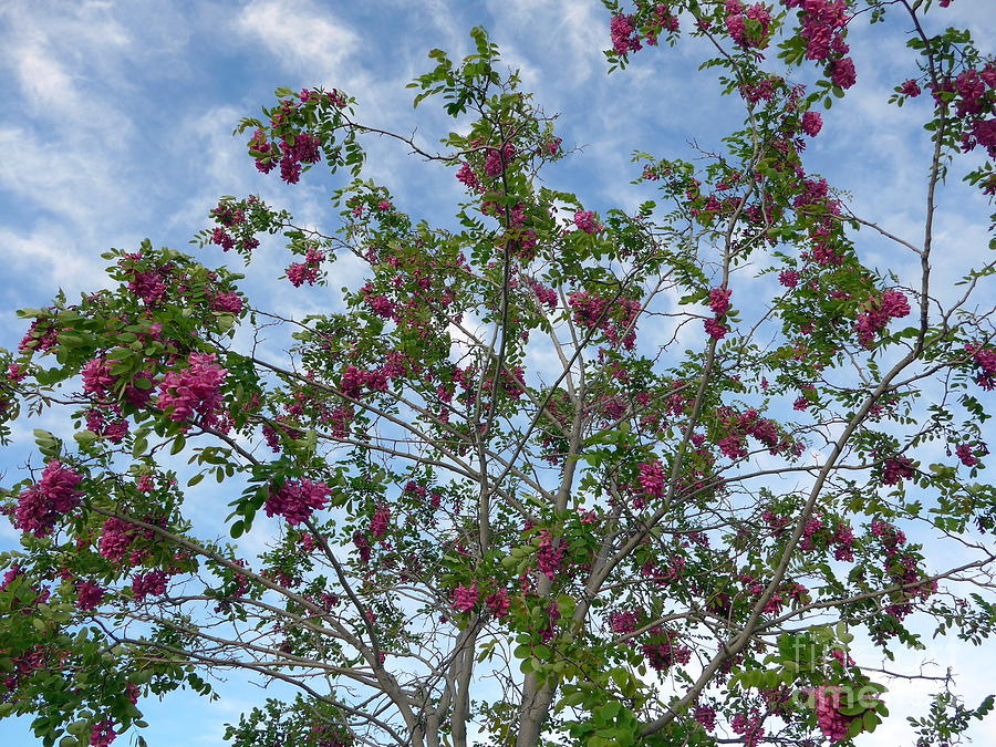 Sedona Lilac Tree Photograph by Mars Besso