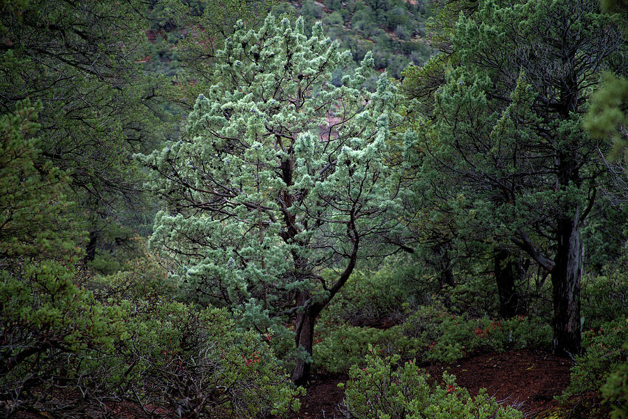 Sedona Tree #1 Photograph by David Chasey