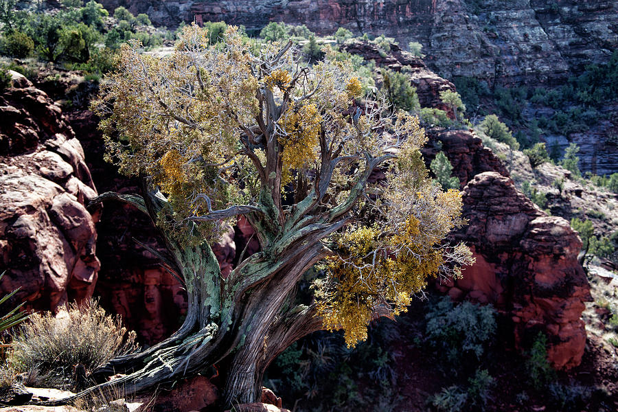 Sedona Tree #2 Photograph by David Chasey