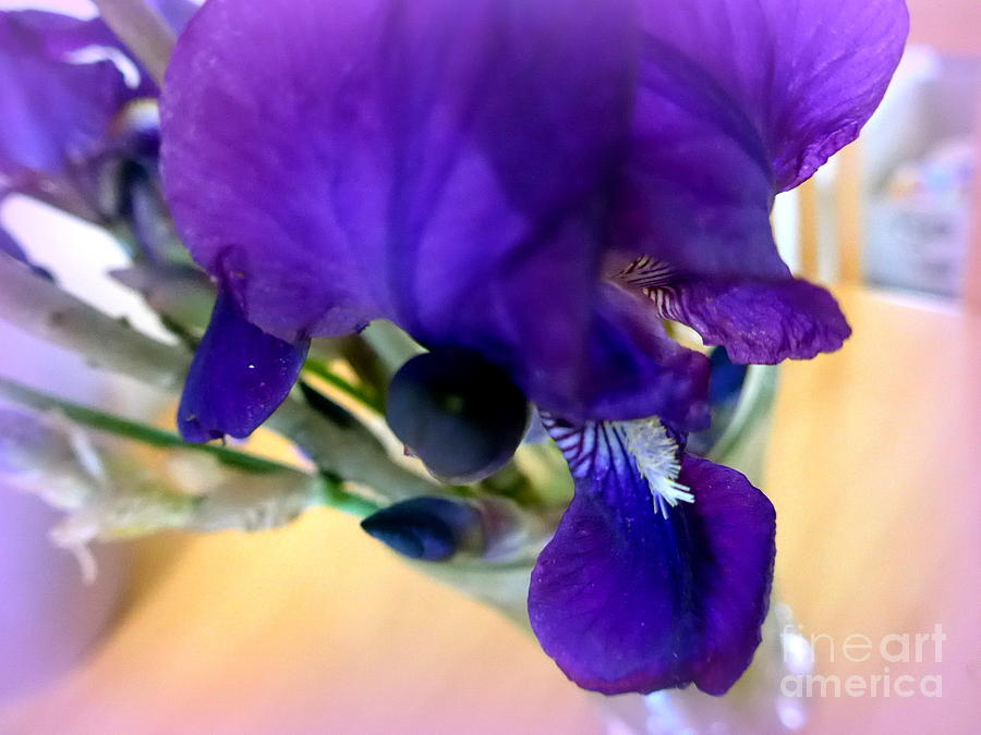 Sedona Wild Iris Photograph by Mars Besso
