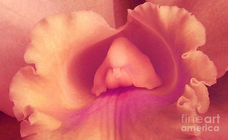 Orchid Photograph - Seduction by James Temple