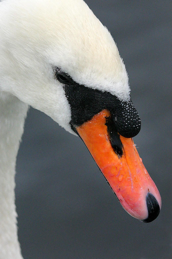Seductive mute swan portrait Photograph by Pierre Leclerc Photography