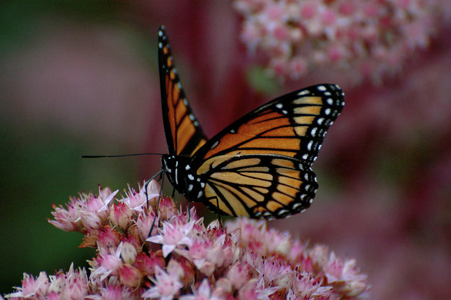 Sedum Butterfly by Melissa Lane Sedum Butterfly by Melissa Lane