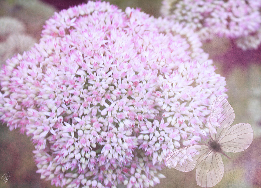 Sedum Flower Photograph by Margaret Hormann Bfa