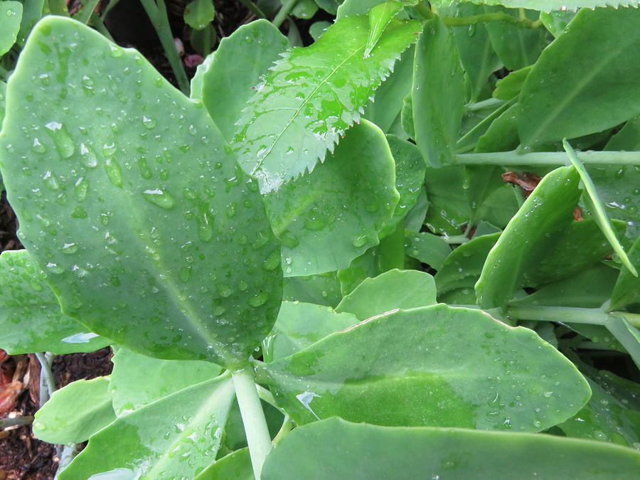 Sedum Leaves Photograph by Cindy Kellogg - Fine Art America