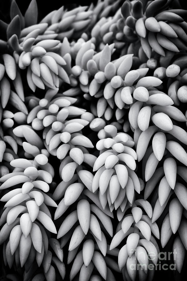 Sedum Morganianum Abstract Photograph by Tim Gainey