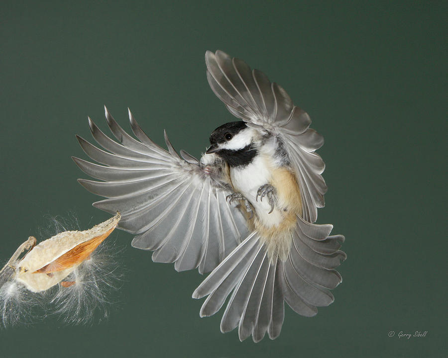 See How Pretty My Feathers Are Photograph by Gerry Sibell