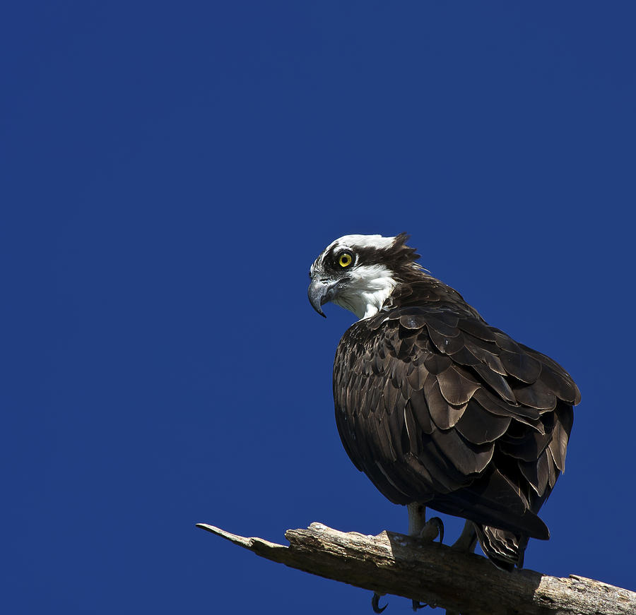 Osprey Photograph - See No Evil by Evelina Kremsdorf