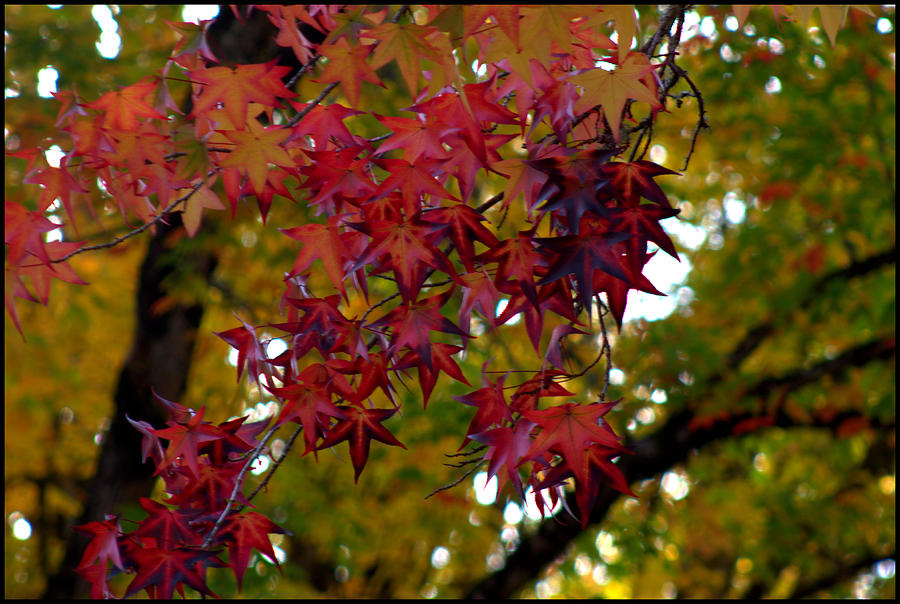 Fall Photograph - See Red by Mina Thompson