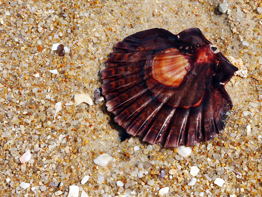 Hazzards Beach Sea Shell 2 Photograph by Lexa Harpell