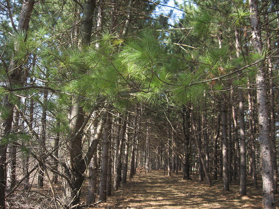 See the Forest Through the Trees Photograph by Joel Cecil